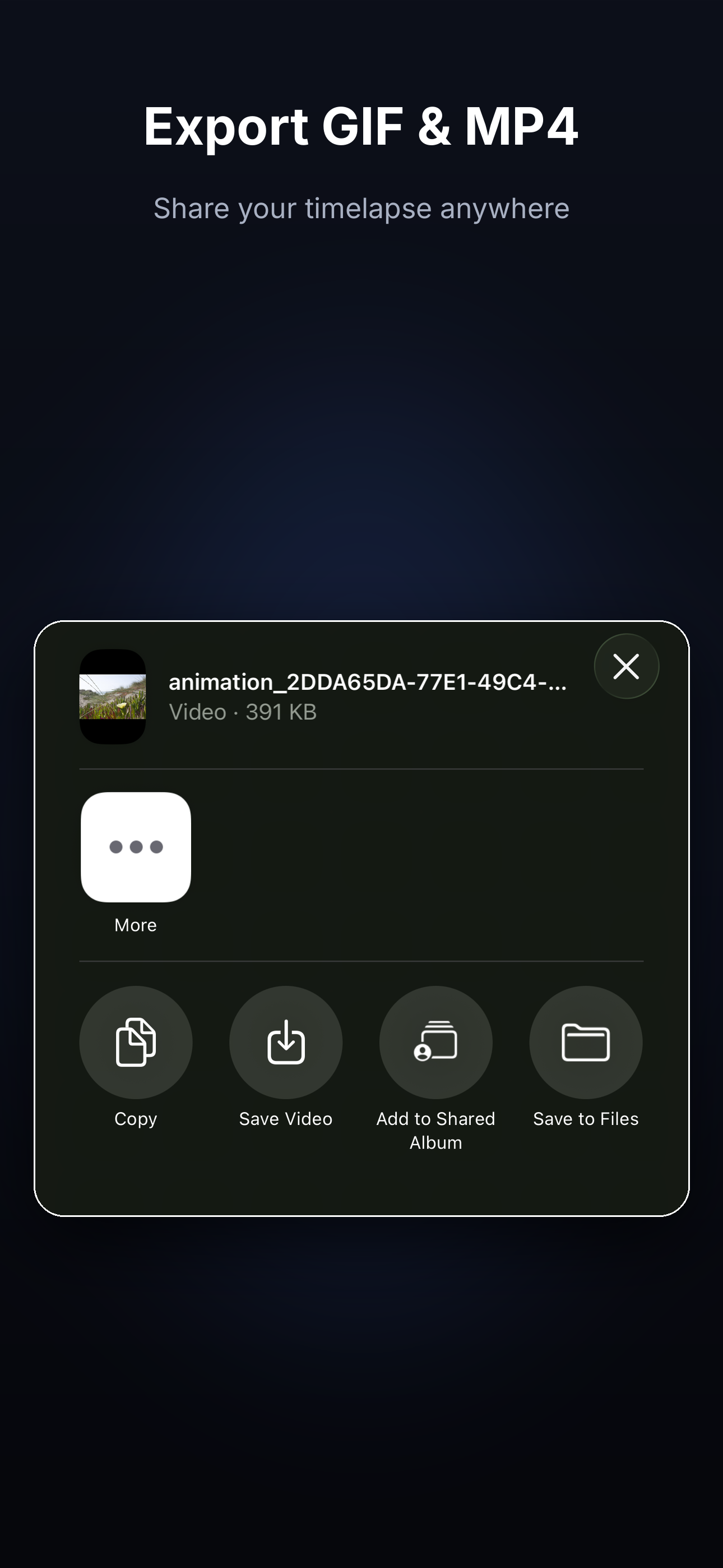 Export GIF & MP4